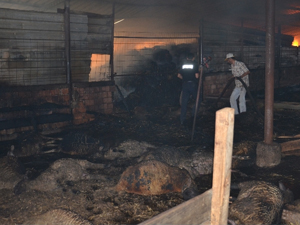 Yangın 150 hayvanı telef etti