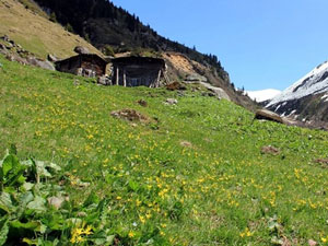 Gümüşhane'de 50 yıllık yayla sorunu!