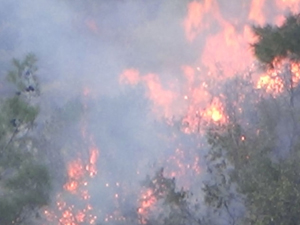 Samsun'un ciğerleri yandı!