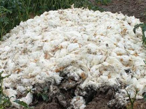 40 bin tavuk bir anda...