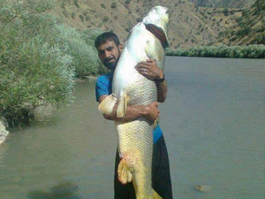 Dev balık görenleri şaşkına çevirdi!