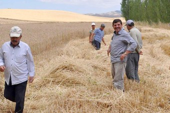 Hububat'ta bu yıl rekor kıracaklar!