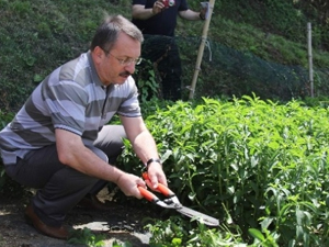 Geleceğin şekerinde Rize'de ilk hasat!