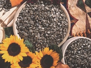 Ay çekirdeği tok tutuyor