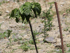 Yeni proje fındığa ilaç olacak!