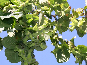 Fındıktan ne kadar gelir sağlandı?