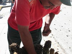 Arıları eliyle topladı!