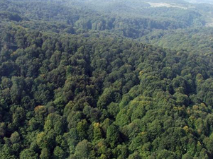 Trabzon orman zengini!