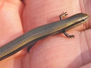 Kulağından öyle bir şey çıktı ki...