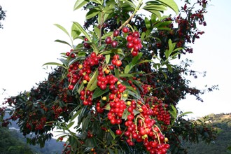 Doğu Karadeniz'in siyah inci çıktı!