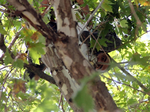 Korkudan çıktığı ağaçtan düştü!