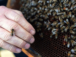 Arı saldırısı öldürdü!