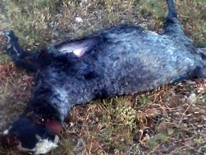 Gümüşhane'de kurt katliam yaptı