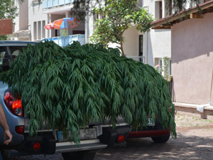 Ordu'da kenevire geçit yok!