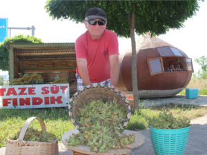 Fındık Giresun'da yola indi!