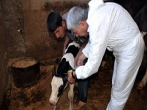 Sığırlara küpe tkma süresi uzatıldı