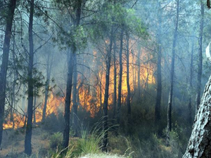Ayvalık'ta orman yangını