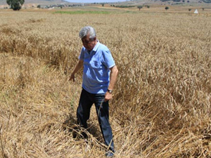 50 bin ton buğdayı onlar yedi!