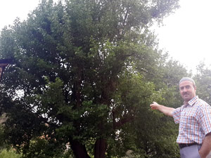 Gümüşhane'deki bu ağaçlar tarihe şahit!