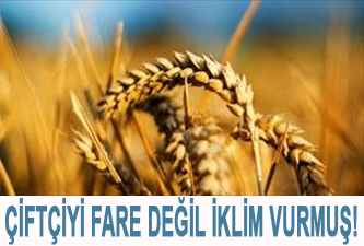 Çiftçiyi fare değil iklim vurmuş