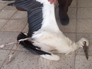 Leylek köyü elektriksiz bıraktı