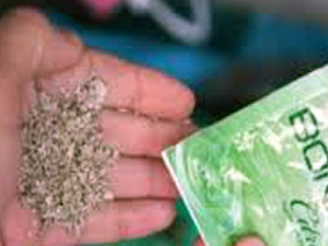 Rize'de bonzai operasyonu!