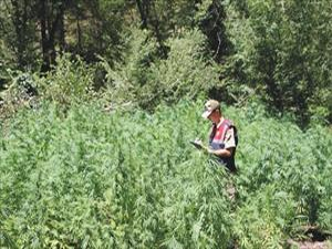 28 bin kök hintkeneviri ele geçirildi