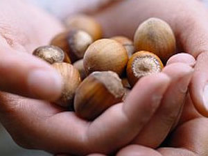 Fındıkta tartışma sürüyor!