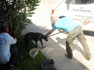 Telef olmaktan son anda kurtuldular