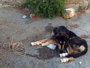 Vicdansız, köpeğe bunu yaptı!