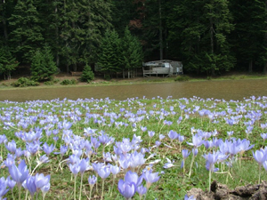 Ordu’nun doğasındaki sır