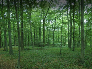 Ormanların koruyucu gözleri