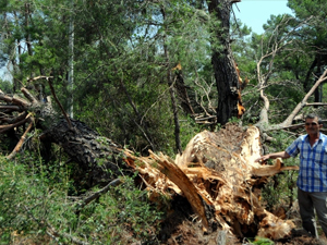 Hortum ağaçları yerinden söktü