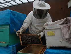 Balda rekolte düştü!