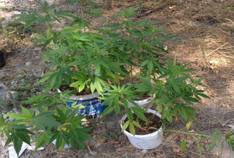 Hintkeneviri yetiştiren çiftçi gözaltında