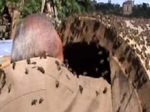 Elini arı kovanına soktu ve...