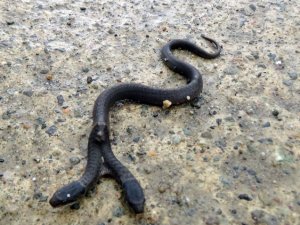 Çift başlı yılan