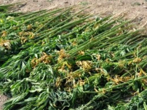 Araklı'da Uyuşturucu Operasyonu!