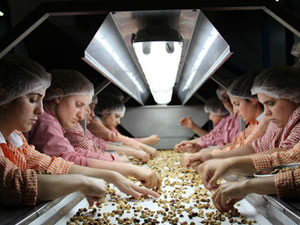 Fındık seçme elemanları onlardan oluşacak!