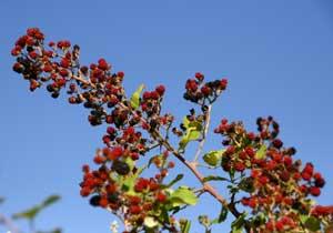 Dikenden Gelen Sağlık