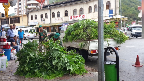 Belediye ve Esnafın kavgası ağaçları kestirdi