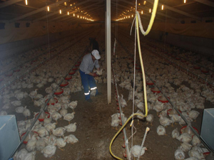 Rusların yasağı Türkler'i sevindirdi