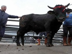 DİKKAT! Cezası 2 bin 281 lira!