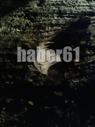 Trabzon Akyazı'da korkunç kaza