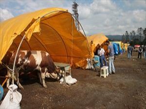 Kurbanlık satacağım derken...