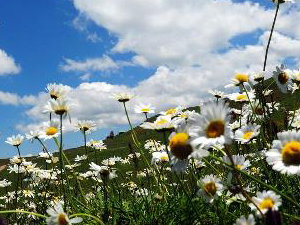 Artvin turizmle şekillenecek