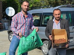 Ordu'da ilginç fındık kampanyası!