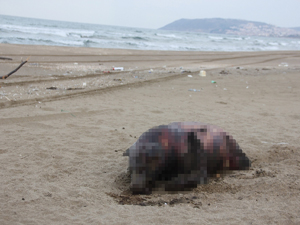 Karadeniz'de korkutan yaratık!