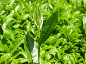 Çöpünde bile şifa var