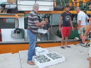 Hamsi sezonu hızlı başladı